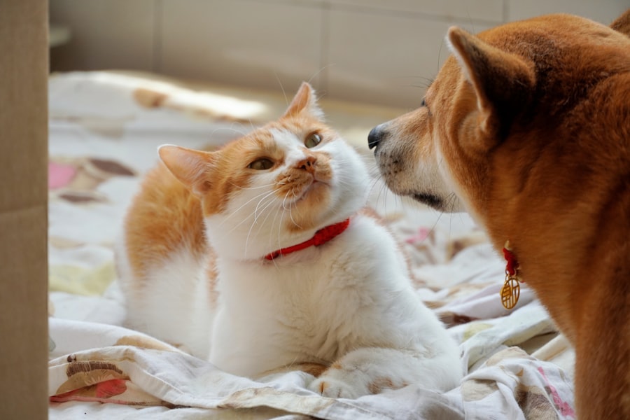 Photo animal health technology