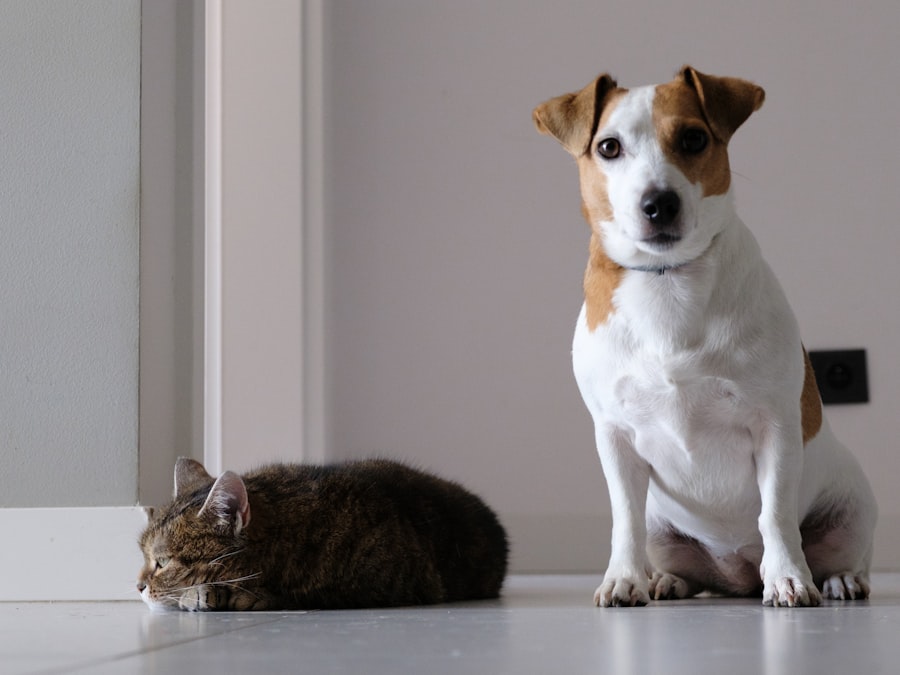 Photo animal feeding routine