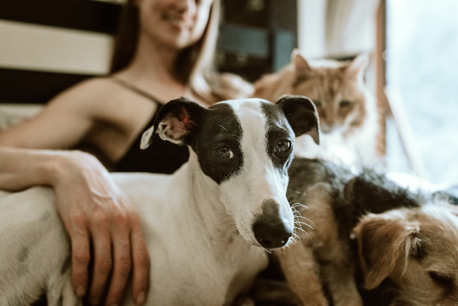 Photo online animals