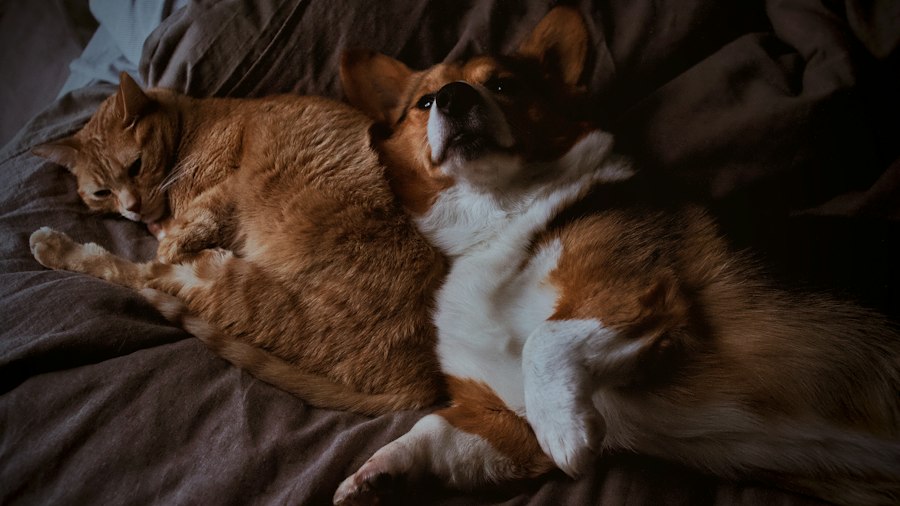 Photo cats and dogs