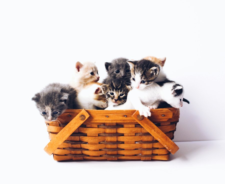 cats and dogs