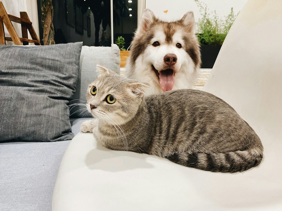 Photo cats and dogs