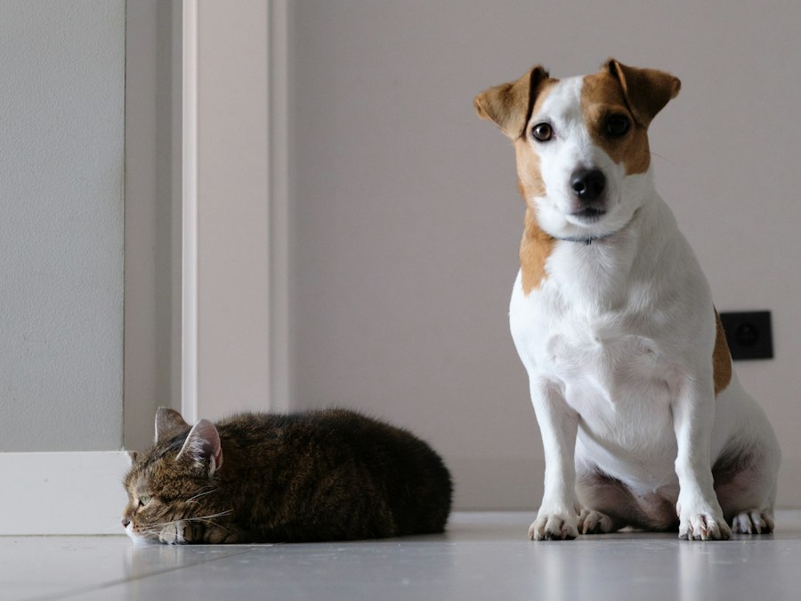 cats and dogs