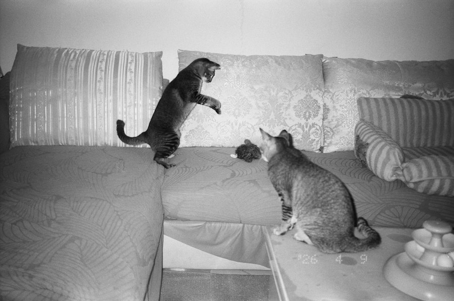 Photo cats and dogs